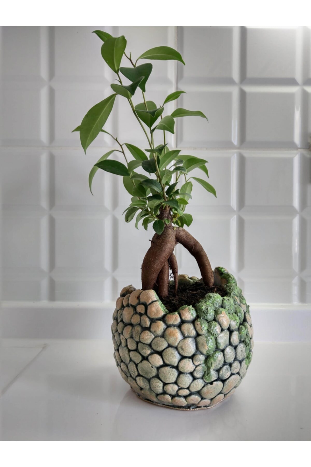 EYLÜL SUKULENT Bonsai Ağaç 3D Dekoratif Taş Model Saksı